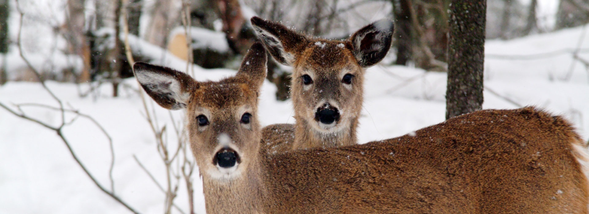 Lodging Tremblant - deer